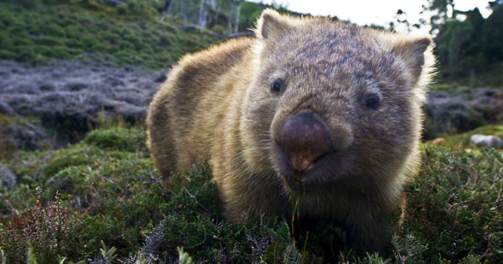 Wombat