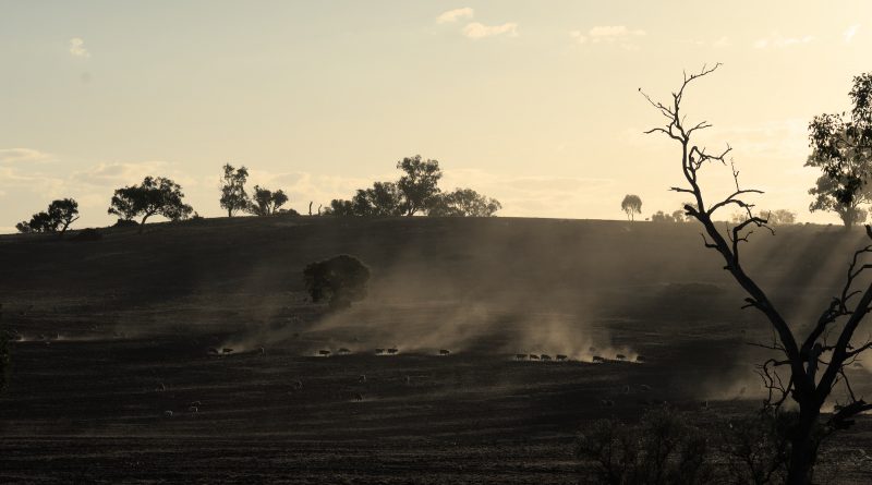 Sheep at sunset, Junee NSW