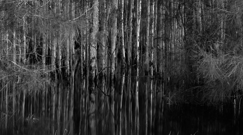 Trees in flood water, Crescent Head