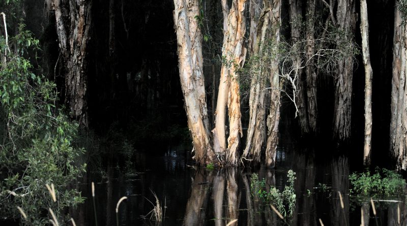 Trees in floodwater