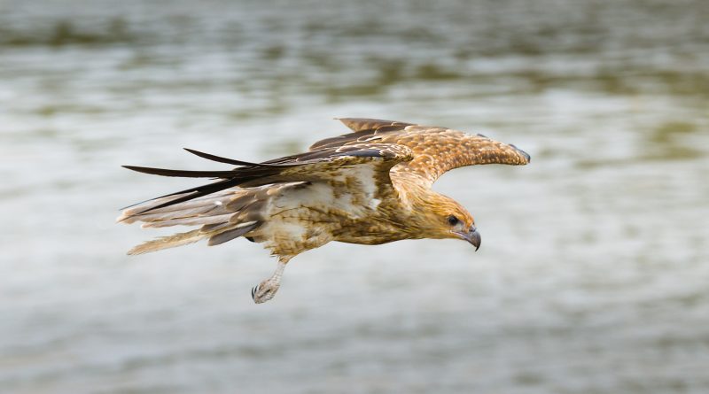 A brown-tailed kite